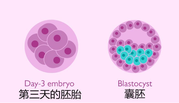 细胞数目达到32的桑葚胚胎养成囊胚的机会大吗？